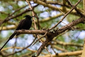 3日間 ミクミ国立公園 & ウズングワ山脈国立公園
