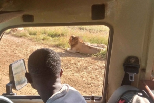 3 päivän Mikumi Safari Sansibarista (Avoin jeeppi & luksusauto)