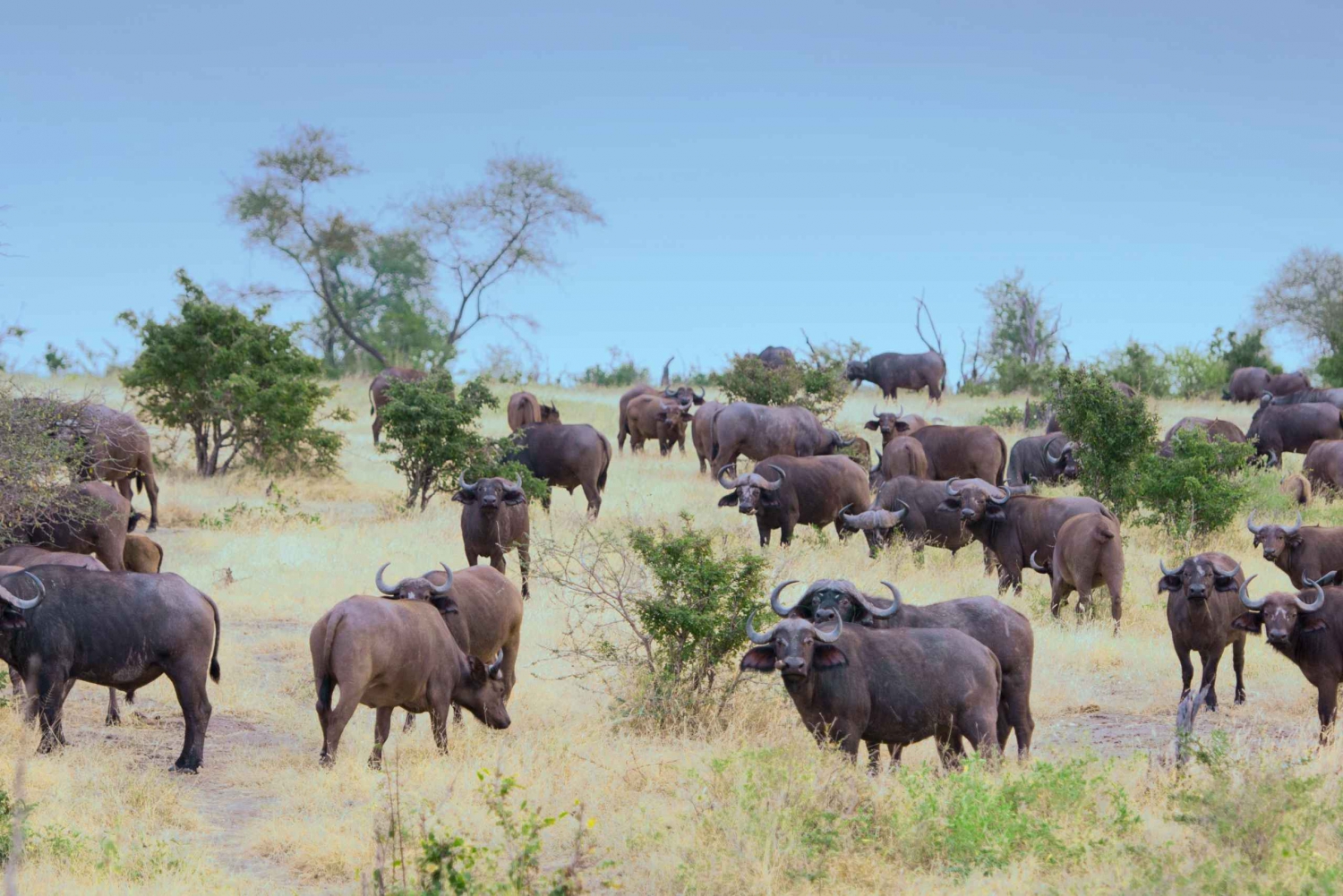 Safári de 3 dias no Parque Nacional Nyerere (Selous Game Reserve)