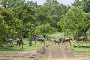 3 Days Nyerere National Park Safari (Selous Game Reserve)