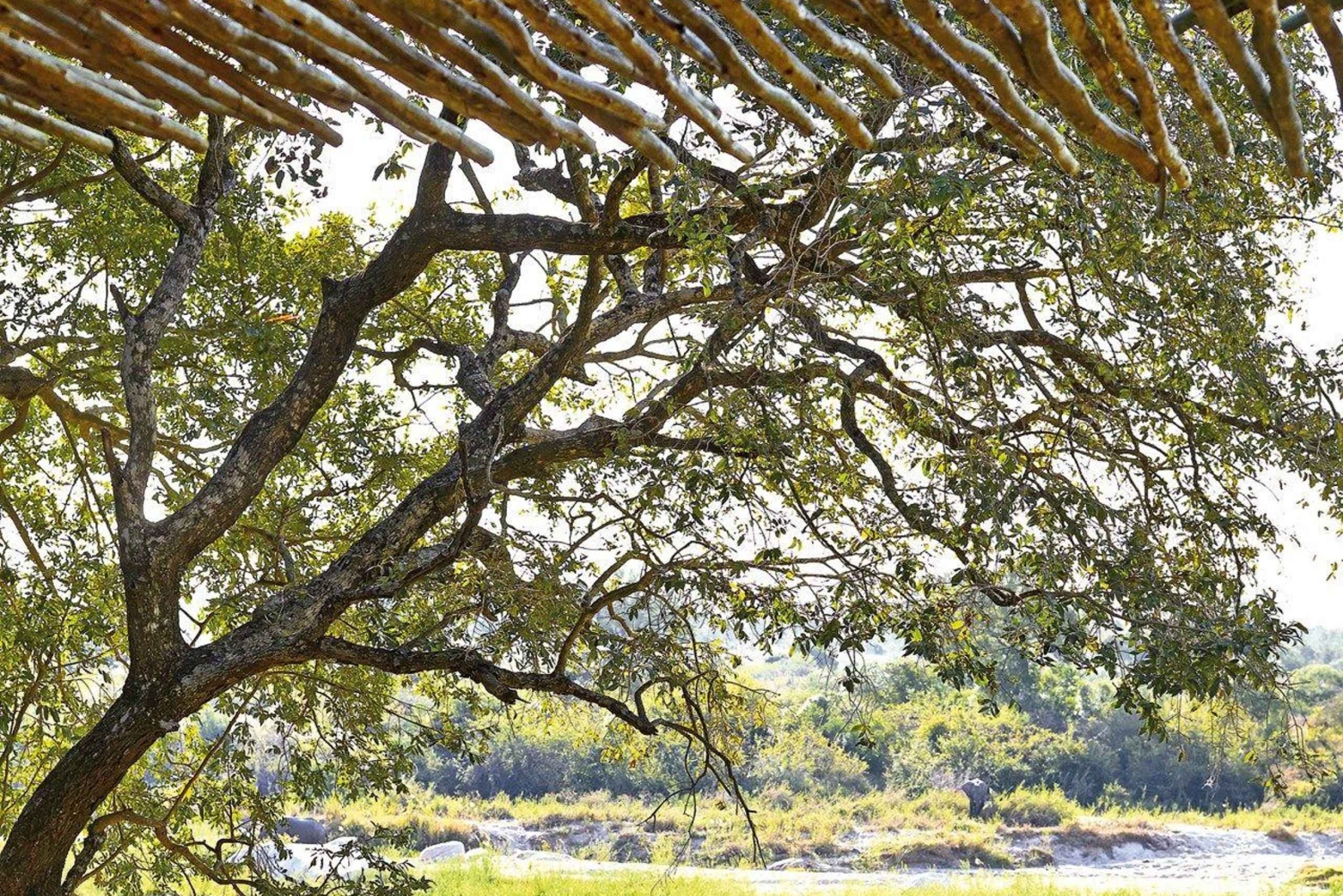 3 dages privat mellemklasse safari fra Zanzibar med fly