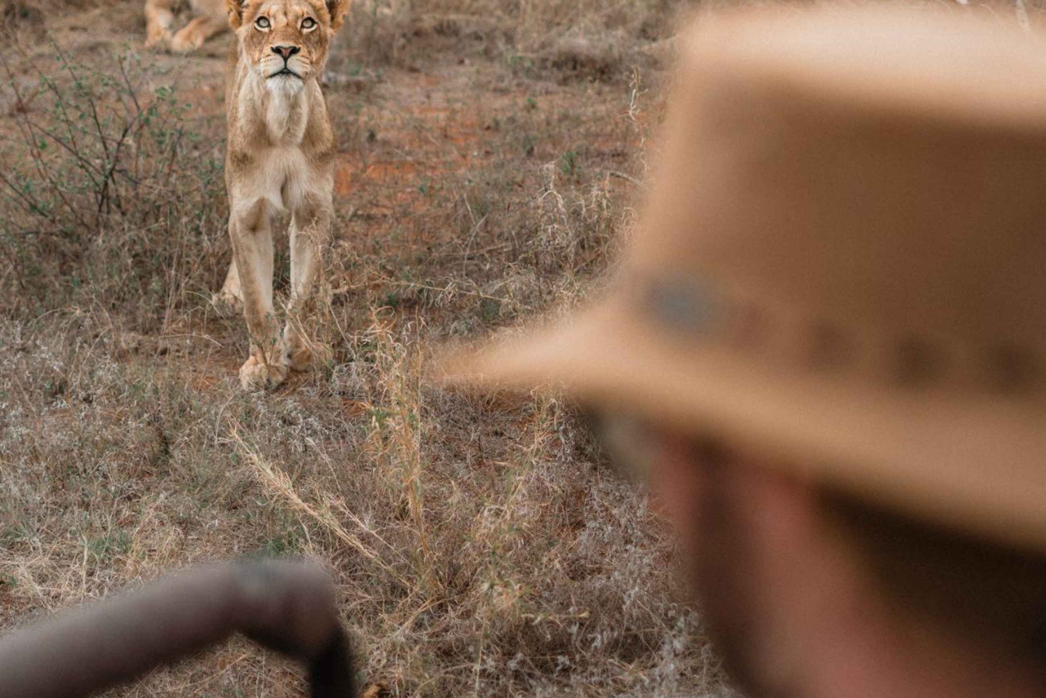 3 dages privat mellemklasse safari fra Zanzibar med fly