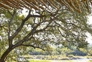 3 dages privat mellemklasse safari fra Zanzibar med fly