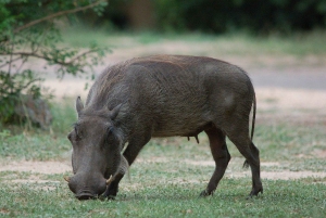 Safari de 3 jours de Dar-es-Salaam au parc national de Mikumi