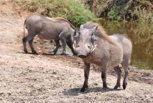 Safari de 3 jours de Dar-es-Salaam au parc national de Mikumi