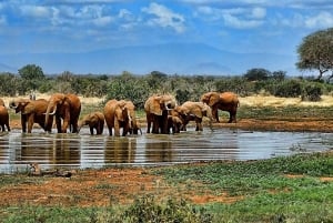 3-dniowe safari: Park Narodowy Nyerere z Dar es Salaam