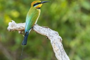 3-dniowe safari: Park Narodowy Nyerere z Dar es Salaam