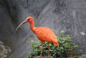 3 дня сафари: Национальный парк Ньерере из Дар-эс-Салама