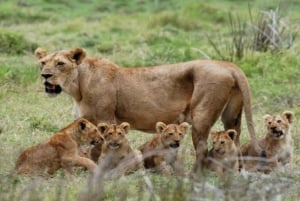 3 days Safaris to Mikumi National Park