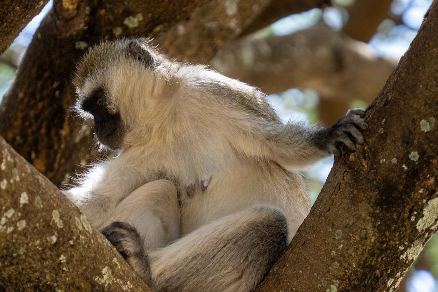 3 Dagen Selous/Nyerere NP : Game Drive, Boot & Wandelsafari