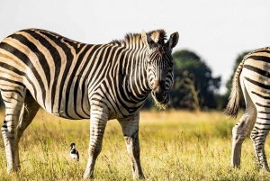 3 Days Selous/Nyerere NP : Game Drive, Boat & Walking Safari