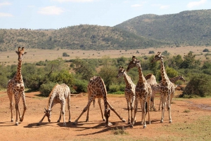 3 Days Selous/Nyerere NP : Game Drive, Boat & Walking Safari