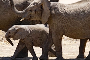 3 Dagen Selous/Nyerere NP : Game Drive, Boot & Wandelsafari