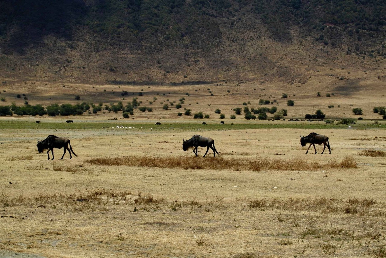 3-Daagse Serengeti Nationaal Park vanuit Zanzibar met vluchten