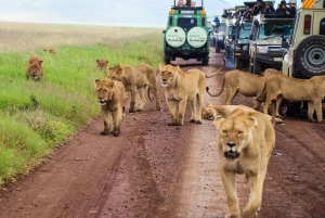 3 días en el Parque Nacional del Serengeti desde Zanzíbar con vuelos