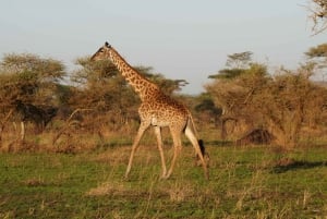 3 Days Serengeti & Ngorongoro Group Camping Safari