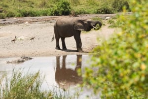 3 Days Serengeti & Ngorongoro Group Camping Safari