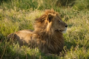 3 Days Serengeti & Ngorongoro Group Camping Safari