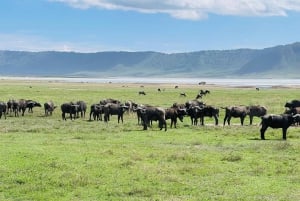 Safari en grupo de 3 días por el Serengeti y el Ngorongoro