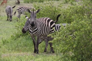 3 Tage Serengeti Ngorongoro Gruppenreise Safari