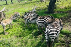 3 dagar Serengeti Ngorongoro Gruppsamarbete Safari