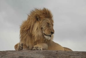 3 dages Serengeti Ngorongoro gruppesafari