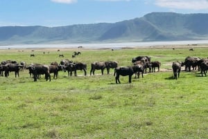 3 dagar Serengeti Ngorongoro Gruppsamarbete Safari