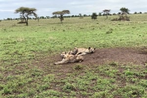 3 päivää Serengeti Ngorongoro Group Joining Safari