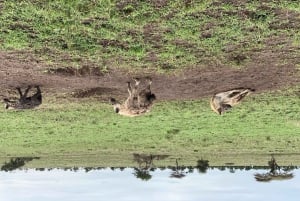 3 jours Serengeti Ngorongoro Group Joining Safari