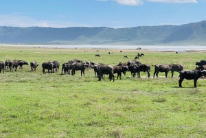 3 dager med gruppesafari i Serengeti og Ngorongoro