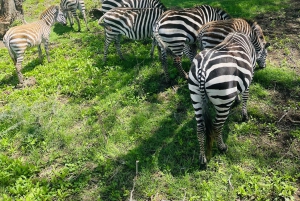3 dager med gruppesafari i Serengeti og Ngorongoro