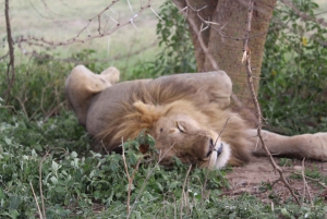 3 dager med gruppesafari i Serengeti og Ngorongoro