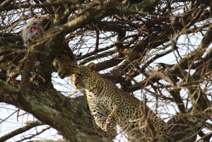 3 dager med gruppesafari i Serengeti og Ngorongoro