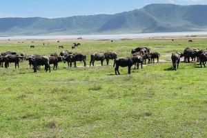 3 dager med gruppesafari i Serengeti og Ngorongoro