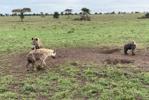 3 dager med gruppesafari i Serengeti og Ngorongoro