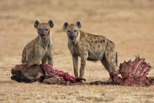 3 dager med gruppesafari i Serengeti og Ngorongoro