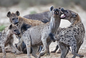 3 dager med gruppesafari i Serengeti og Ngorongoro