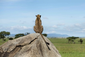 3 dager med gruppesafari i Serengeti og Ngorongoro