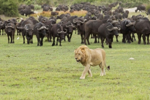 3 dager med gruppesafari i Serengeti og Ngorongoro