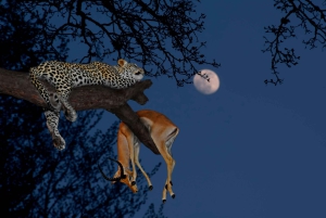 3 dager med gruppesafari i Serengeti og Ngorongoro