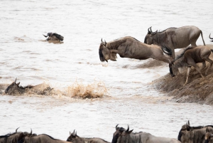 3 dager med gruppesafari i Serengeti og Ngorongoro