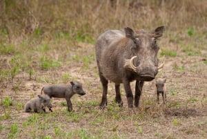 3 dager med gruppesafari i Serengeti og Ngorongoro