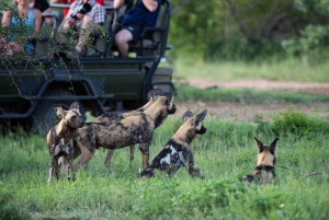 3 dager med gruppesafari i Serengeti og Ngorongoro