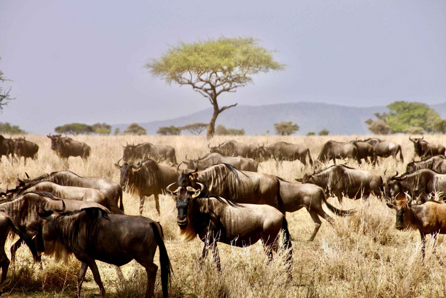 Safari in campeggio in Tanzania di 3 giorni
