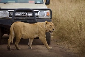3-dniowe safari w Tanzanii dla średniozaawansowanych do Ngorongoro i Manyara