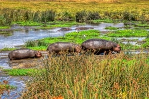 3 jours de safari moyen de gamme en Tanzanie à Ngorongoro et Manyara