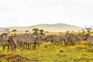 3 päivän Tansanian safari Tarangireen ja Ngorongoron kraatteriin