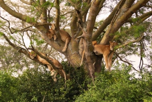 3 - Days Ultimate Serengeti Safari Luxury +++