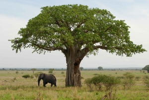 3 - Days Ultimate Serengeti Safari Luxury +++