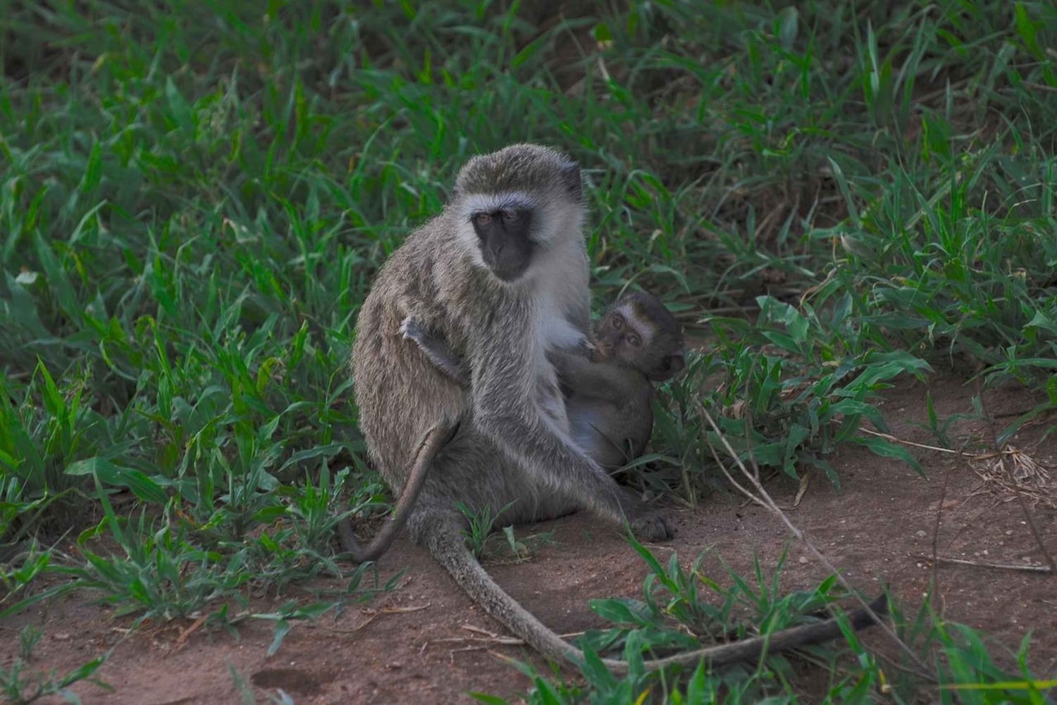 3-dagers uforglemmelig minne fra Dar-es-Salaam til Mikumi NP